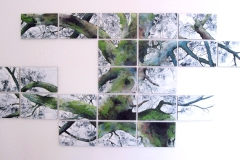 Dancing Tree #6 2012